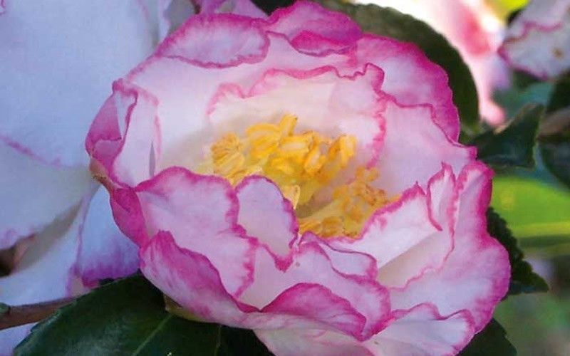 October Magic Inspiration Camellia Photo 1