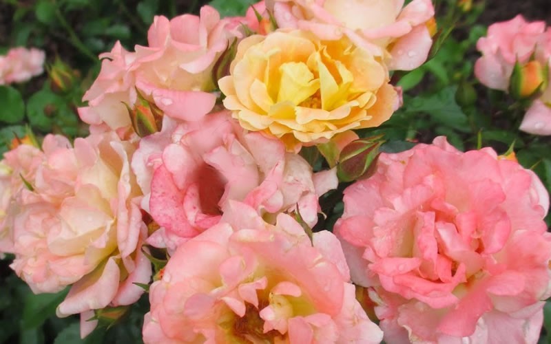 Peach Drift Rose - 1 Gallon - Groundcover Roses | ToGoGarden