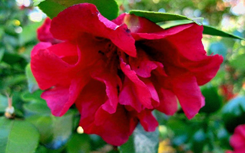 Bonanza Camellia Sasanqua - Camellia sasanqua 'Bonanza' Photo 2