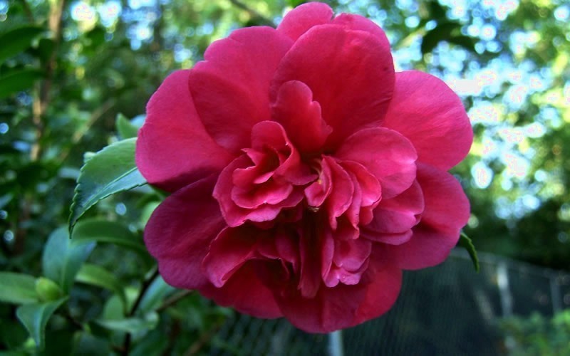 Buy Bonanza Camellia Sasanqua - Camellia sasanqua 'Bonanza' - 2 Gallon