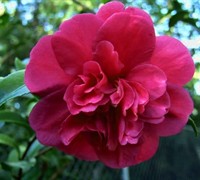Bonanza Camellia Sasanqua - Camellia sasanqua 'Bonanza'