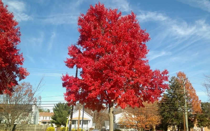 Summers Red Red Maple Photo 4