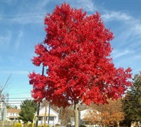 Summers Red Red Maple