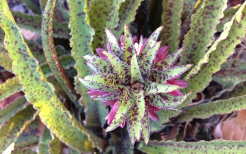 Freckles Spotted Eucomis - Pineapple Lily Photo 2