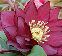 Red Sapphire Helleborus - Lenten Rose