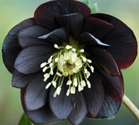 Onyx Odessey Helleborus - Lenten Rose