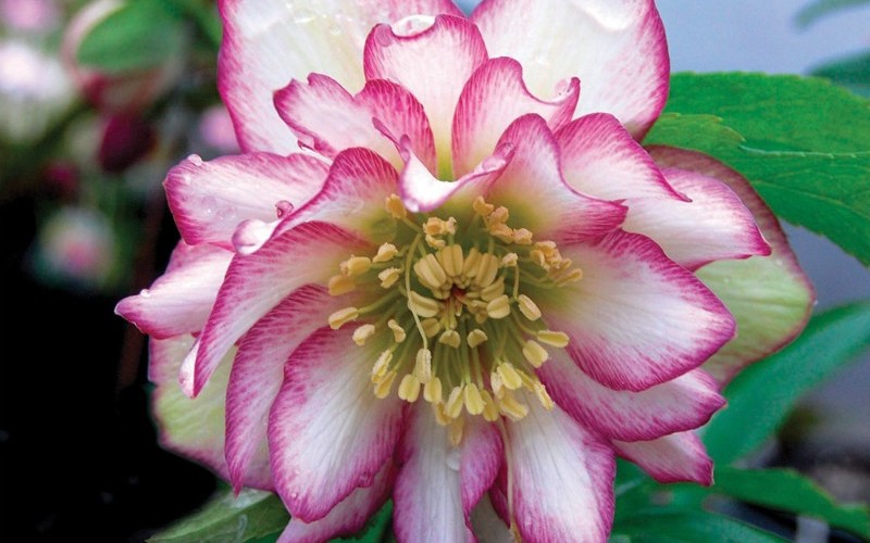 Rose Quartz Helleborus - Lenten Rose Photo 1