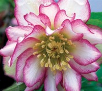 Rose Quartz Helleborus - Lenten Rose
