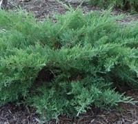 Kallay Pfitzer Juniper - Juniperus chinensis 'Kallay Pfitzer'
