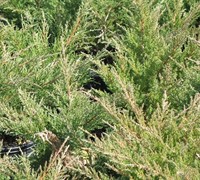 Nicks Compact Juniper - Juniperus chinensis 'Nicks Compact'