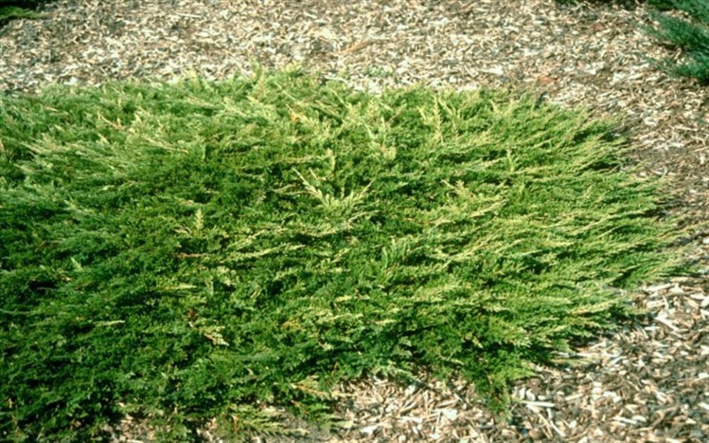 Prince of Wales Juniper - Juniperus chinensis 'Prince of Wales' - 1 Gallon - Deer Resistant Groundcover Plants | ToGoGarden