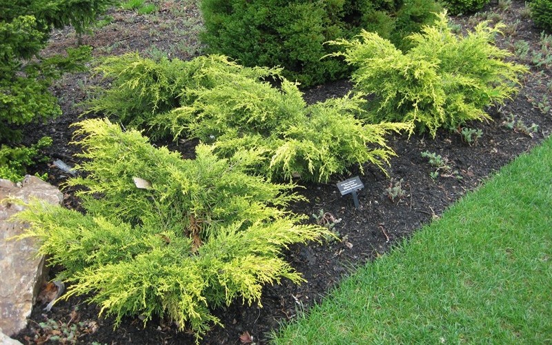 Saybrook Gold Juniper - Juniperus Pfitzeriana 'Saybrook Gold' - 1 Gallon - Junipers | ToGoGarden