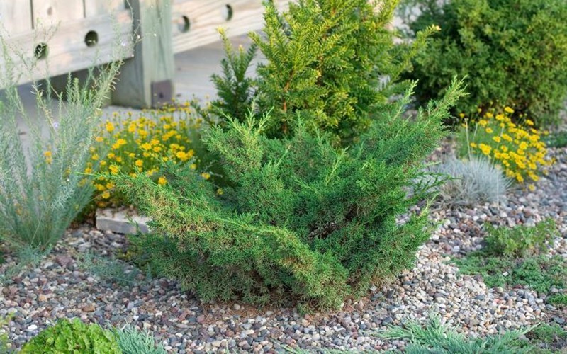 Shimpaku Juniper - Juniperus chinensis 'Shimpaku' Photo 1
