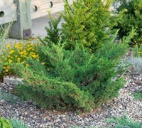 Shop Shimpaku Juniper - Juniperus chinensis 'Shimpaku' - 1 Gallon