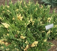 Variegated Parsoni Juniper - Juniperus davurica 