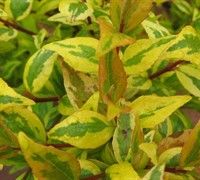 Francis Mason Abelia - Abelia grandiflora 'Francis Mason'
