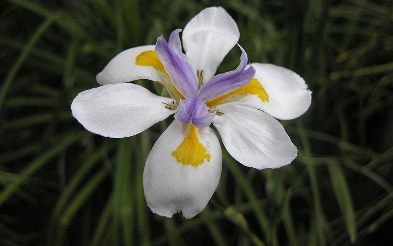 White African Iris - 2.5 Quart - Iris | ToGoGarden