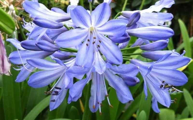 Lily of the Nile - Agapanthus africanus 'Blue Yonder' - 1 Gallon - Agapanthus - Lily of the Nile | ToGoGarden