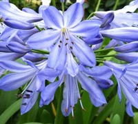 Lily of the Nile - Agapanthus africanus 'Blue Yonder'