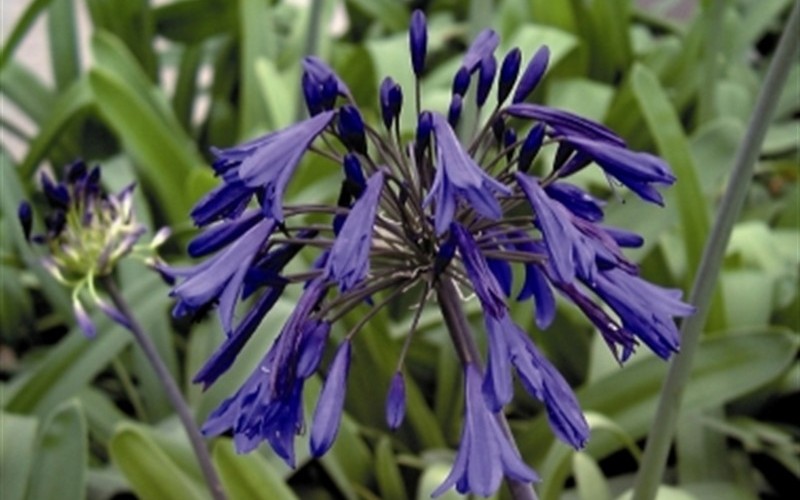 Lily of the Nile - Agapanthus orientalis 'Storm Cloud' - 1 Gallon - Agapanthus - Lily of the Nile | ToGoGarden