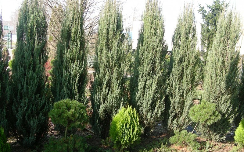 Blue Arrow Juniper - Juniperus scopulorum 'Blue Arrow' - 1 Gallon - Junipers | ToGoGarden