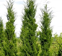 Hillspire Juniper - Juniperus virginiana 'Hillspire'