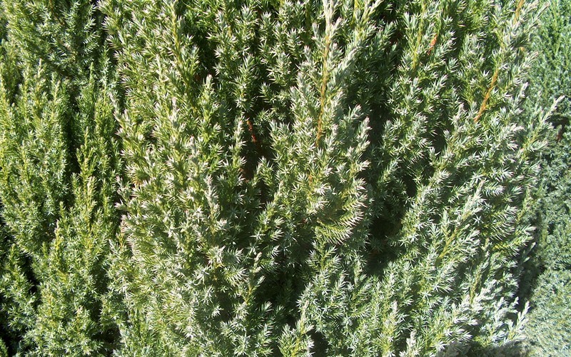 Spiny Greek Juniper - Juniperus chinensis 'Spiny Greek' Photo 1