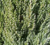 Spiny Greek Juniper - Juniperus chinensis 'Spiny Greek'