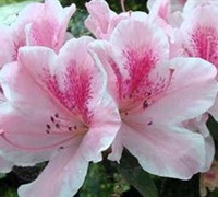 Dutchess of Cypress Azalea