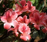 Dogwood Azalea