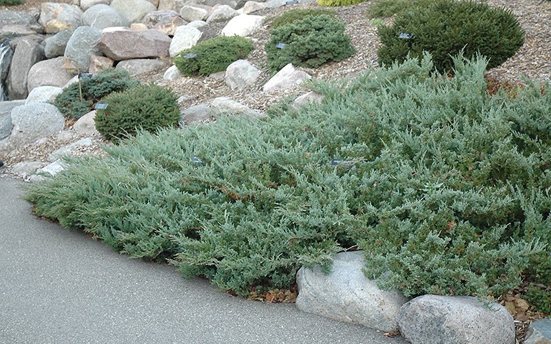 Hughes Juniper - Juniperus horizontalis 'Hughes' - 1 Gallon - Deer Resistant Groundcover Plants | ToGoGarden