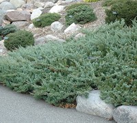 Hughes Juniper - Juniperus horizontalis 'Hughes'