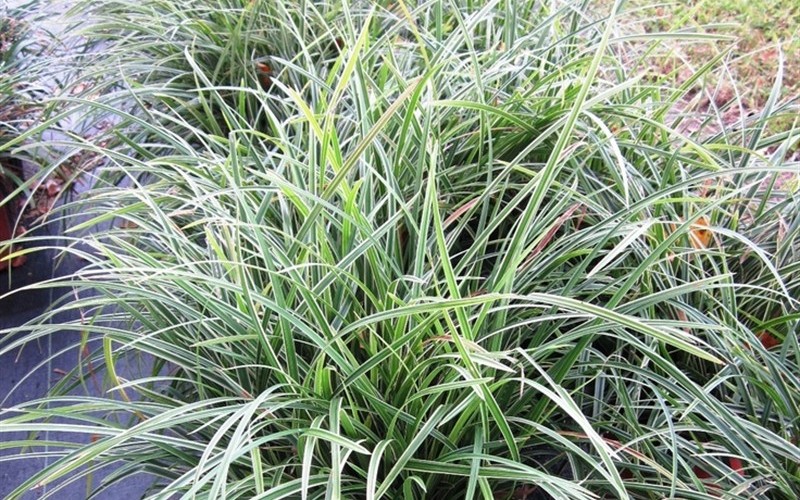 Ophiopogon japonicus 'Variegatus' -Variegated Mondo Grass Photo 2