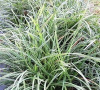 Ophiopogon japonicus 'Variegatus' -Variegated Mondo Grass
