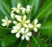 Green Compact Pittosporum - Pittosporum tobira 'Compacta' Green Compact Pittosporum - Pittosporum tobira 'Compacta'