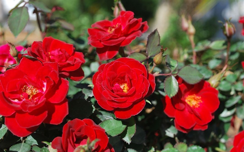 Sunrosa Red Rose - Rosa zarsbjoh 'Sunrosa Red' - 1 Gallon - Rose Bushes | ToGoGarden