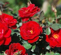 Sunrosa Red Rose - Rosa zarsbjoh 'Sunrosa Red'