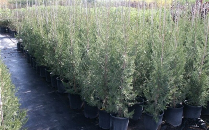 Keteleeri Juniper - Juniperus chinensis 'Keteleeri' - 1 Gallon - Junipers | ToGoGarden