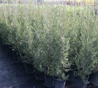 Shop Keteleeri Juniper - Juniperus chinensis 'Keteleeri' - 1 Gallon