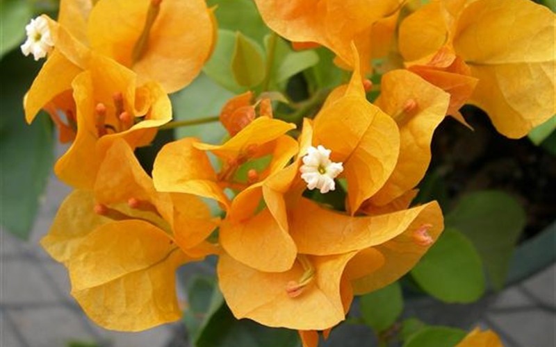 Lady Mary Baring Bougainvillea - 1 Gallon - Tropical Plants - Flowering | ToGoGarden