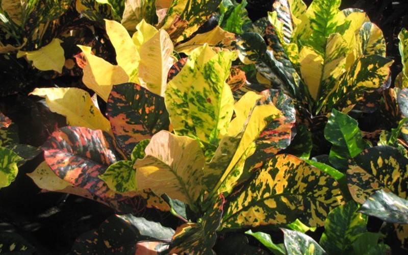 Magnificent Croton - Codiaeum variegatum 'Magnificent' Photo 2