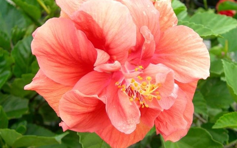 Jane Cowl Double Peach Tropical Hibiscus Photo 2