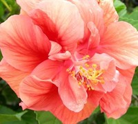 Jane Cowl Double Peach Tropical Hibiscus