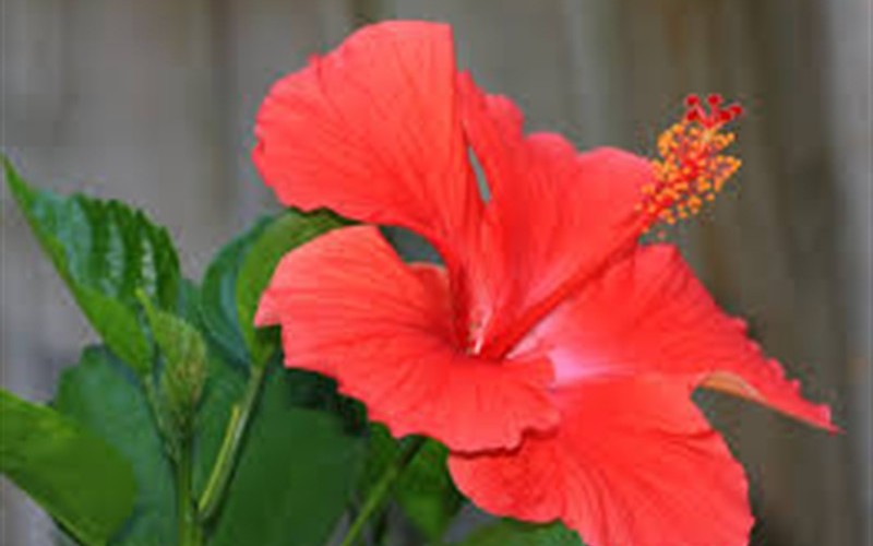 President Red Tropical Hibiscus Photo 2