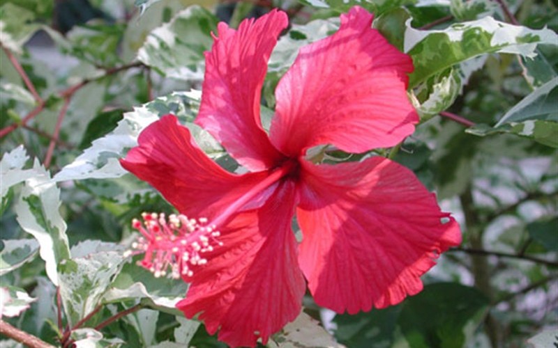 Snow Queen Variegated Tropical Hibiscus  Photo 2