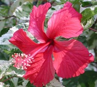 Snow Queen Variegated Tropical Hibiscus 