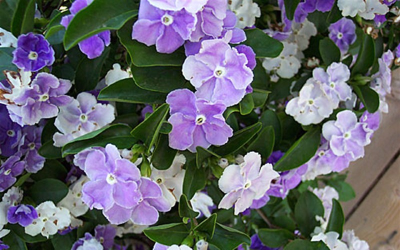 Brunfelsia 'Yesterday-Today- and-Tomorrow' Photo 1