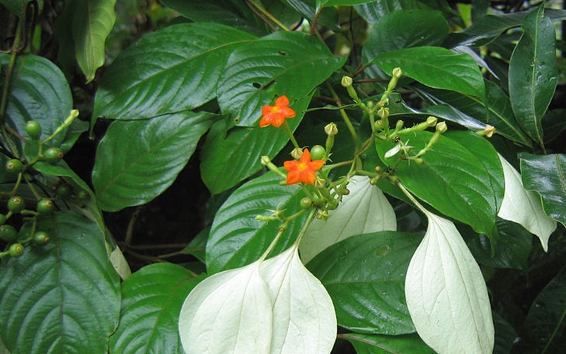 Mussaenda - 3 Gallon - Tropical Plants - Flowering | ToGoGarden