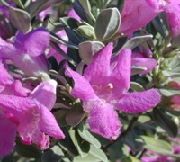Texas Sage- Leucophyllum frutescens