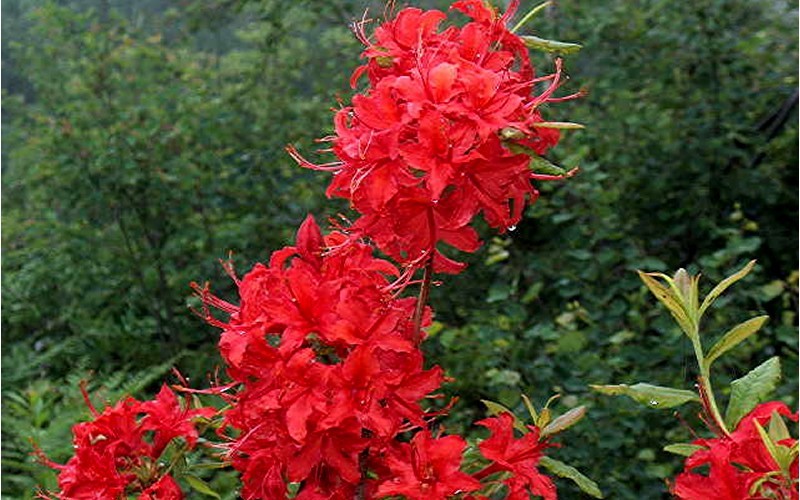Knaphill Red Native Azalea - Rhododendron Photo 1